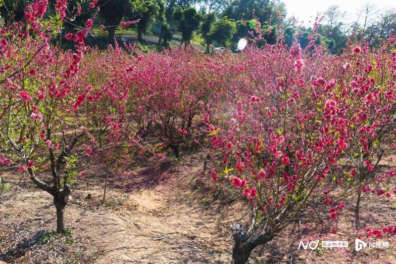 400万人次游广东同比增长88%澳门新葡京网站一马当先！年初